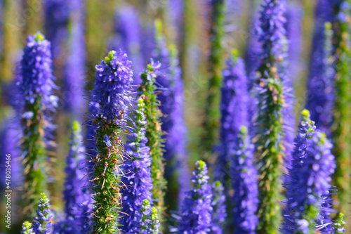 Beautiful purple wildflowers on a sunny summer day.