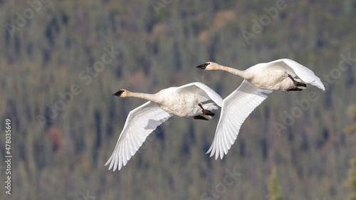 Trumpeter Swan Pair Practicing for Migration South © Dee Carpenter