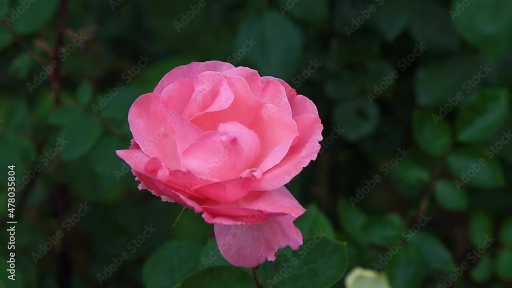Bush of roses on bright spring day. Red rose flower bloom on a background of blurry red roses in a roses garden Bush of roses on bright spring day. Red rose flower bloom on a background of blurry red roses in a roses garden