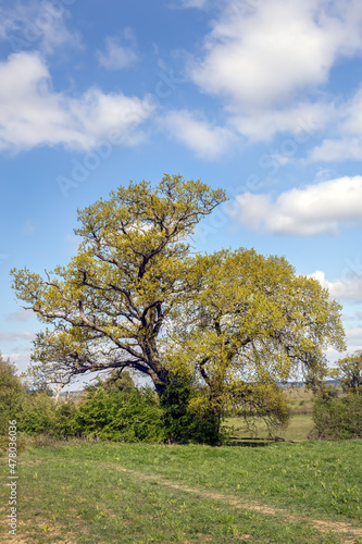 Oak trees in a field on a sunny spring morning