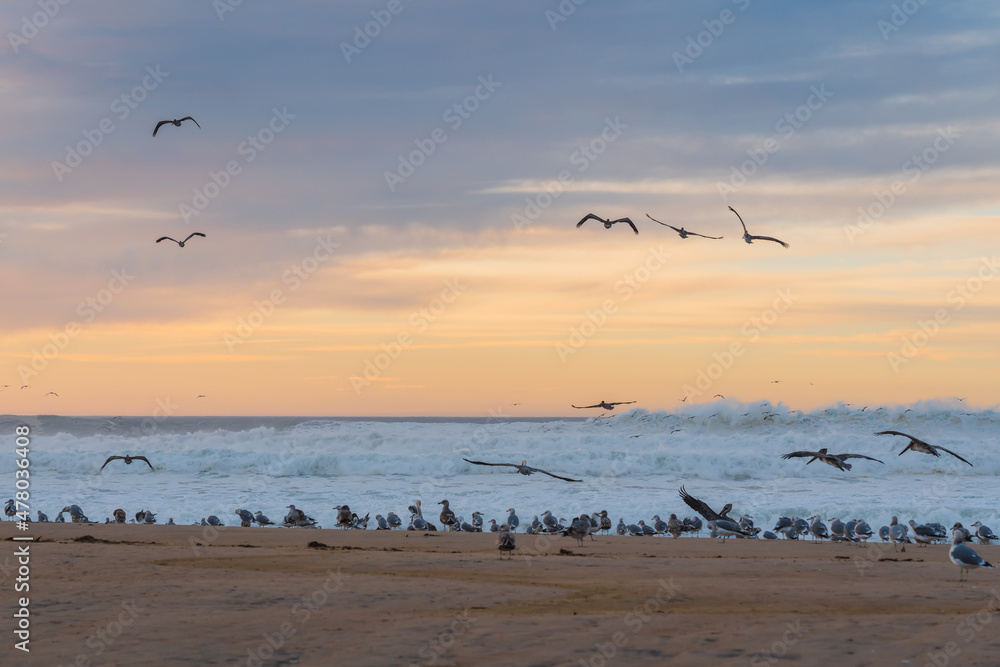 Sunset over the sea and flock of birds on the beach, seagulls and pelicans, California Central Coast Sunset over the sea and flock of birds on the beach, seagulls and pelicans, California Central Coast