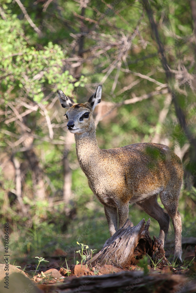Klippspringer / Klipspringer / Oreotragus oreotragus Klippspringer / Klipspringer / Oreotragus oreotragus