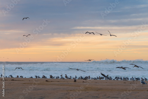 Sunset over the sea and flock of birds on the beach  seagulls and pelicans  California Central Coast