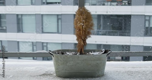 4K stock footage of the snow falling on top of the small orange tree. Slow-motion video photo