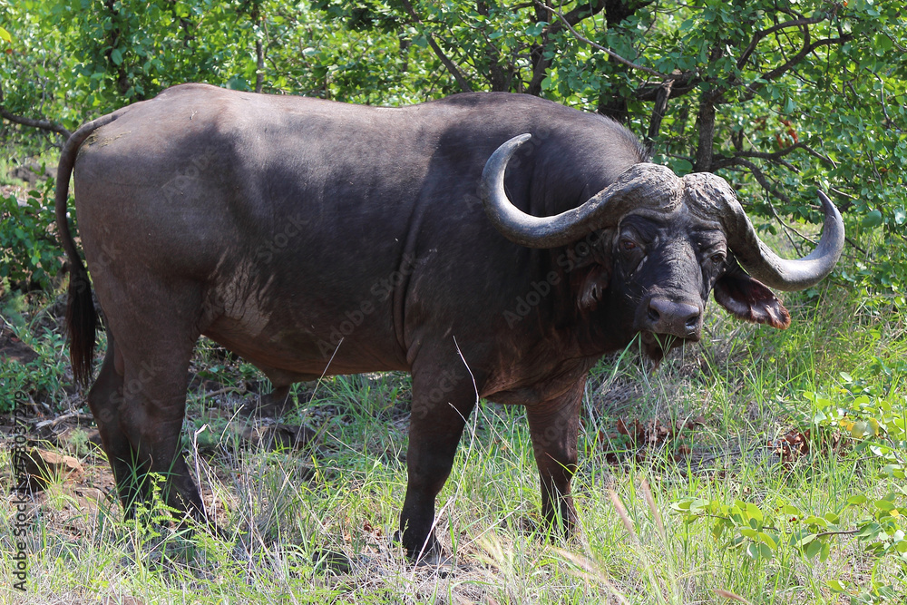 Kaffernbüffel / African buffalo / Syncerus caffer Kaffernbüffel / African buffalo / Syncerus caffer