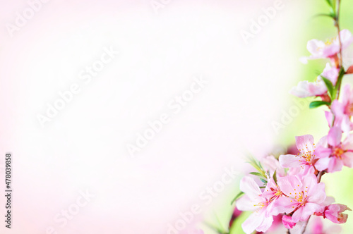 Spring blossom, springtime pink flowers bloom, pastel and soft floral card, selective focus, shallow DOF, toned
