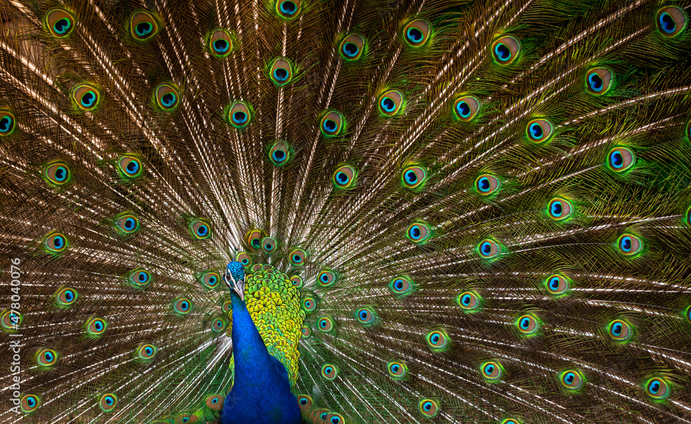 Fototapeta premium a beautiful peacock with a loose tail flaunts in front of the female close up 