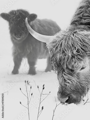 Black and White Cow with Calf Highlanders  photo