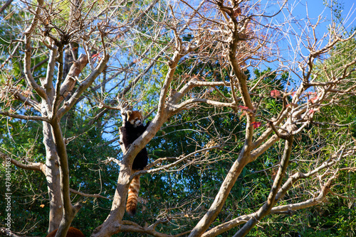 動物園で木登りする一匹のレッサーパンダ photo