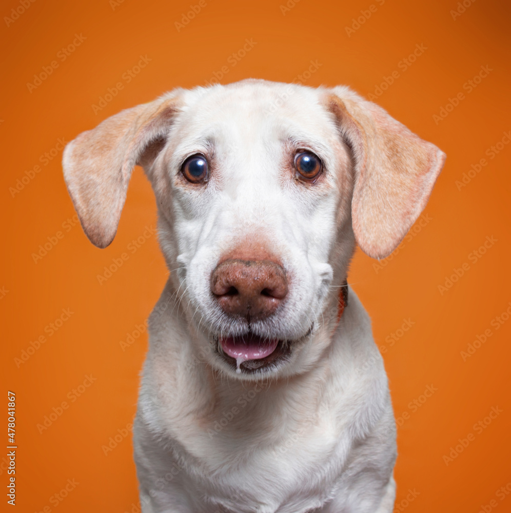 Wall Mural studio shot of a cute dog on an isolated background