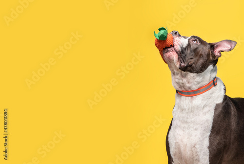 Photography studio shot of a cute dog on an isolated background