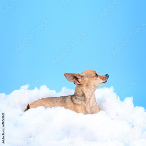 Cute chihuahua on some clouds in the studio over blue sky looking up