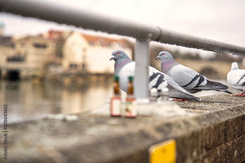 Tauben mit Schnapsflaschen