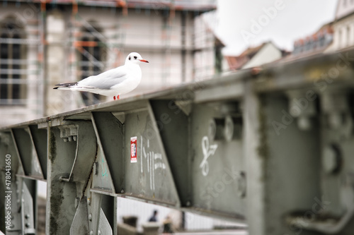 Obraz na płótnie Vogel auf Stahlträger