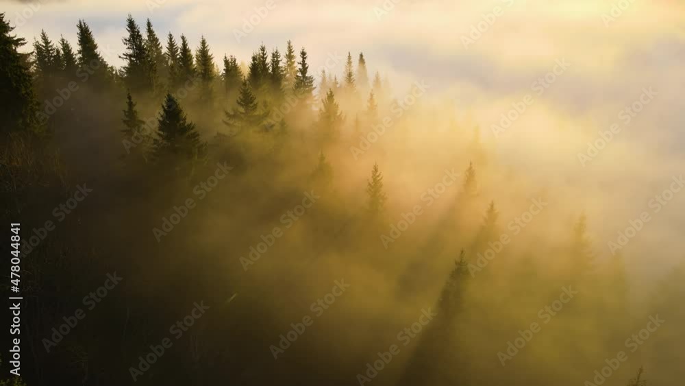Aerial view of bright foggy morning over dark mountain forest trees at autumn sunrise. Beautiful scenery of wild woodland at dawn Aerial view of bright foggy morning over dark mountain forest trees at autumn sunrise. Beautiful scenery of wild woodland at dawn