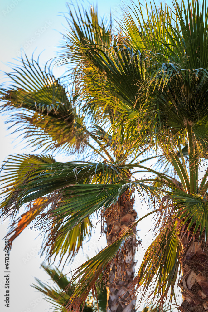 Fototapeta premium Palms at sunset