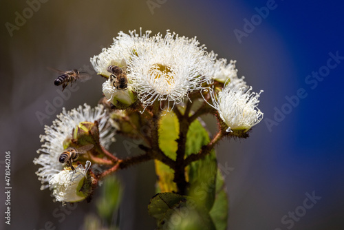 Honey Bees collecting nectar and pollen on Australian Scrub Apple flowers