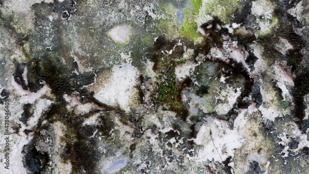 Obraz premium moss surface texture on the old wall