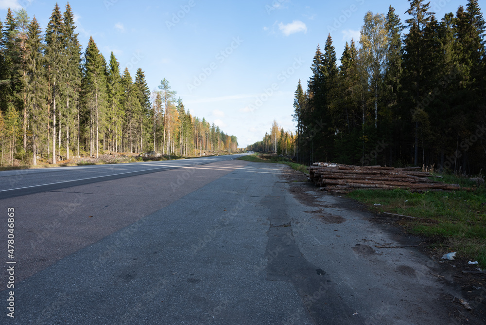 Obraz premium road in the forest