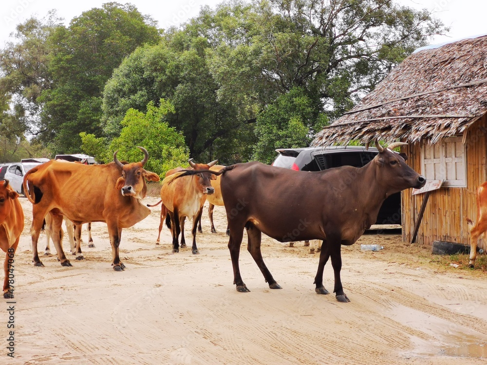 Obraz premium A herd of cows at car parking area near a beach.
