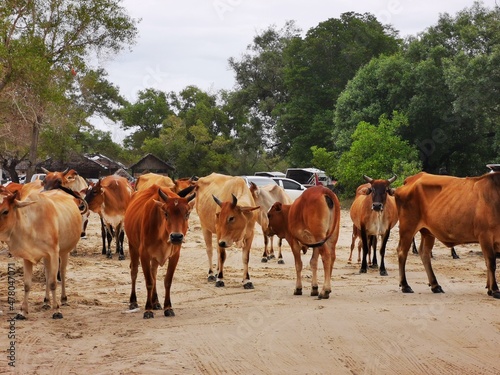 A herd of cows at car parking area near a beach.