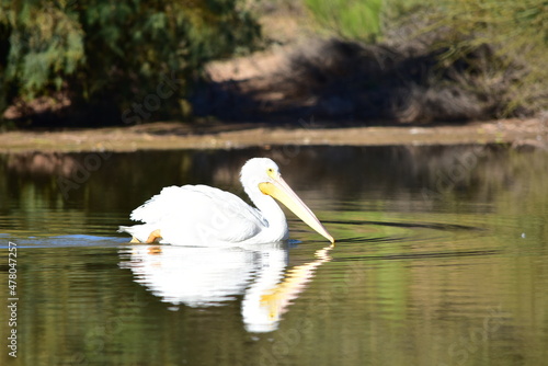 Pelican