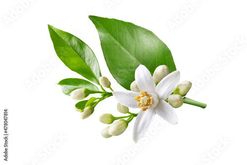 Orange tree white flowers isolated on white photo