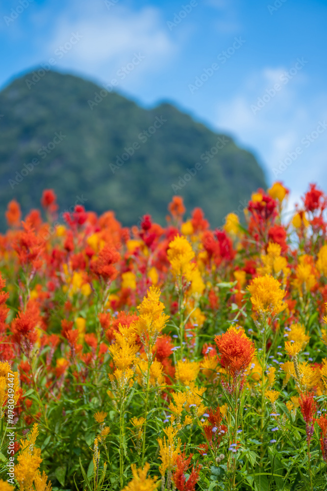 beautiful safflower in flower field