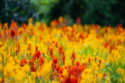 beautiful safflower in flower field photo