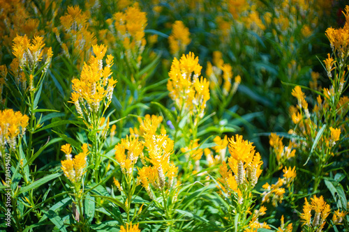 Valokuva beautiful safflower in flower field
