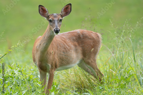 Young White-Tailed Deer in Park