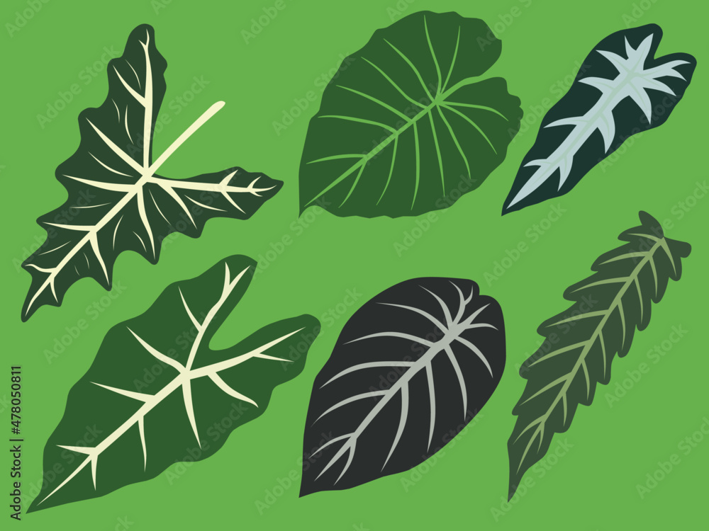 vector image of six ornamental leaves.