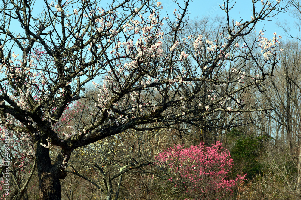 Plum blossoms bloom in a sunny park, signaling the beginning of spring
