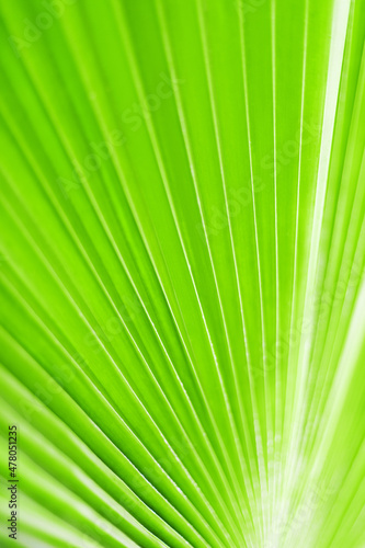 Green palm tree leaf closeup art background  tropical leaves texture  abstract natural blur backdrop  plant foliage botanical pattern  spring summer nature decoration  ecology design  organic concept