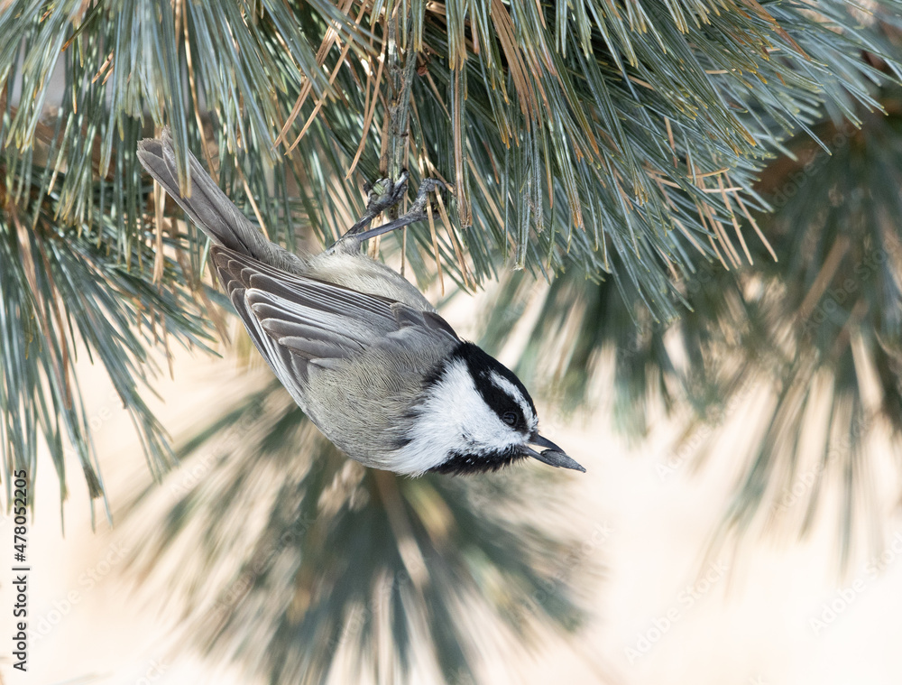 mountain chickadee, bird, chickadee