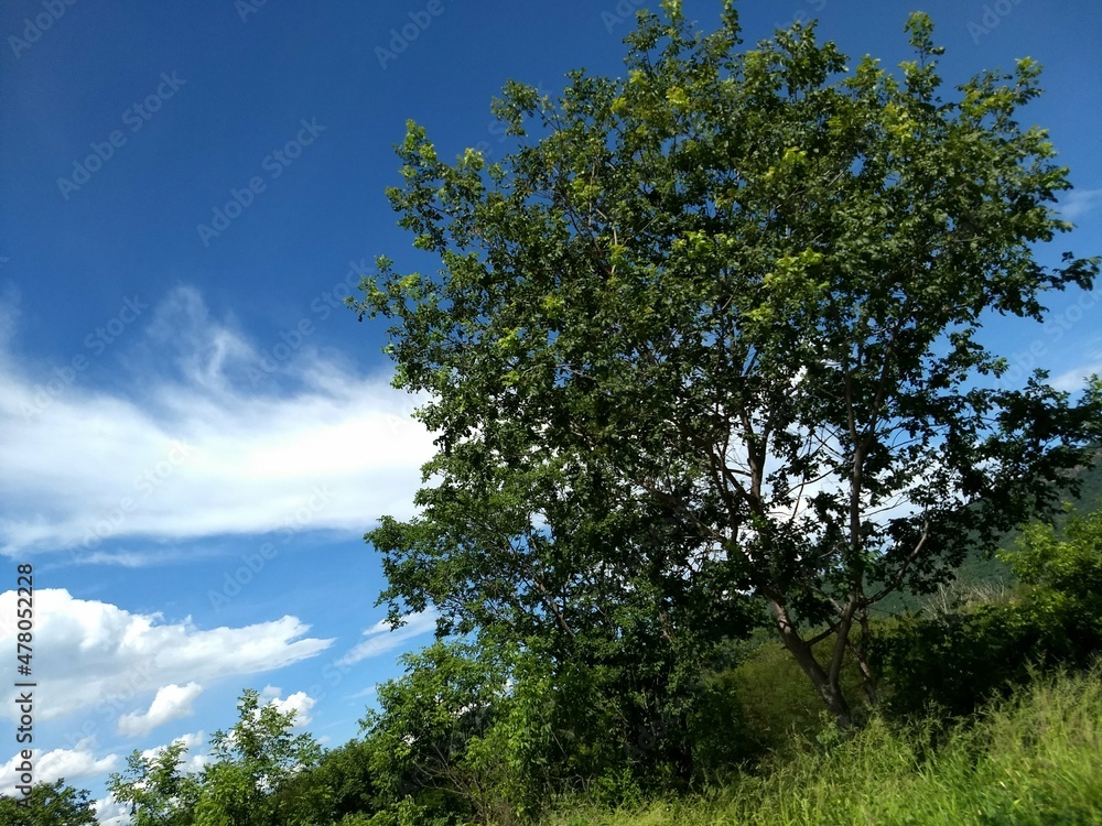 Obraz premium tree and sky