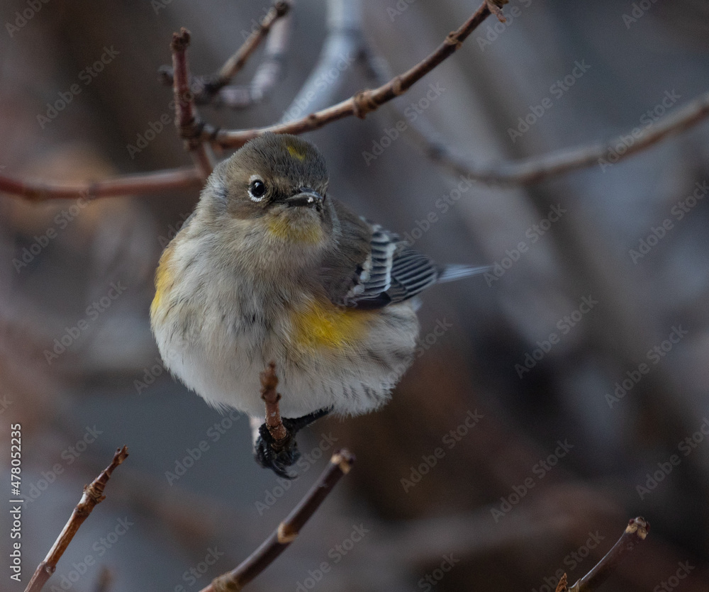 yellow rumped warbler, bird, birds