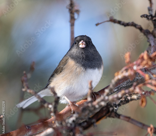 Obraz na płótnie bird, Junco, birds w salonie