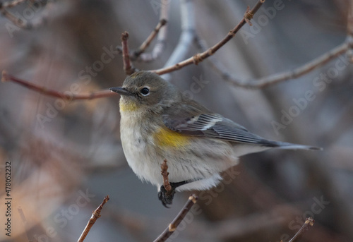 yellow rumped warbler, bird, birds