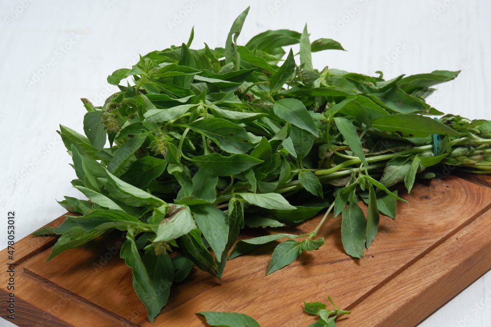 Kemangi or Basil (Lemon basil or Thai Basil) spice herb plant Kemangi or Basil (Lemon basil or Thai Basil) spice herb plant