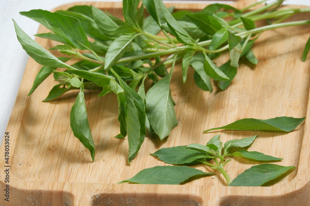 Kemangi or Basil (Lemon basil or Thai Basil) spice herb plant Kemangi or Basil (Lemon basil or Thai Basil) spice herb plant
