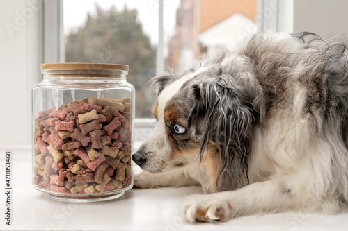 cute mini aussie dog sniffing at glass canister of milkbone cookies