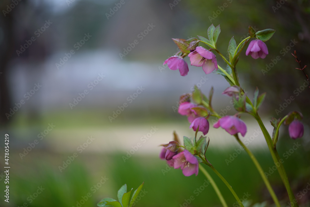 Obraz premium ピンクの花