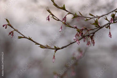 咲きかけの桜