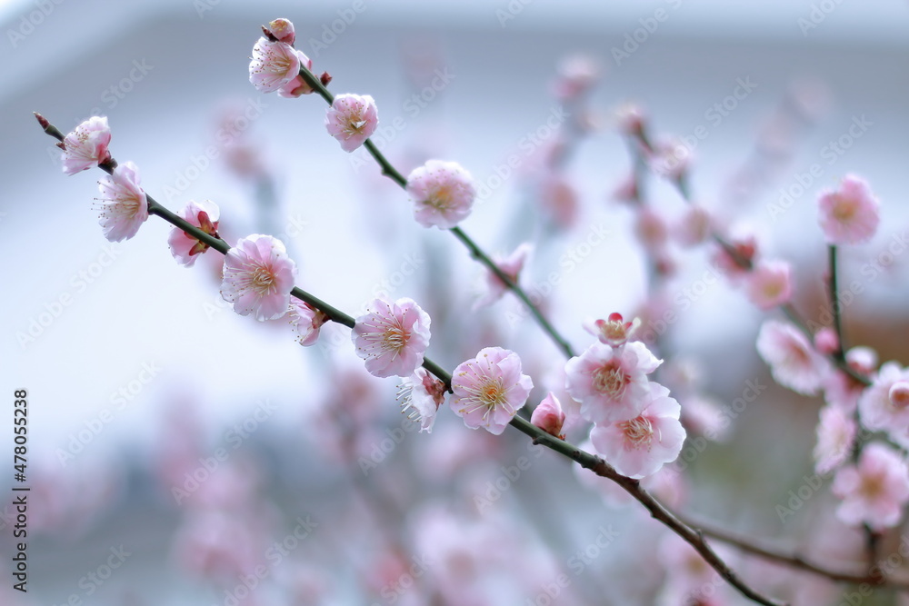 梅の花と白壁の町 梅の花と白壁の町