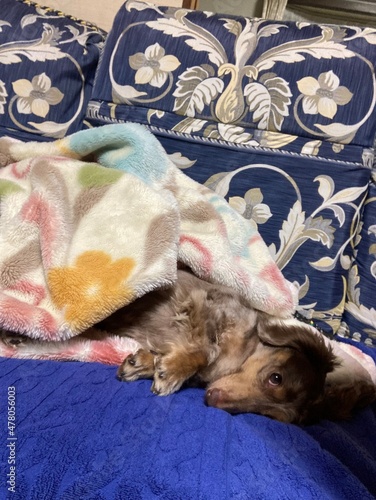 リラックス犬　カニンヘンダックス