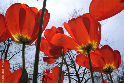 Red tulips and trees in spring