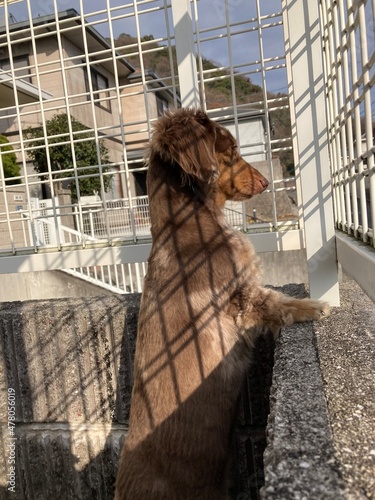 見張り犬　カニンヘンダックス