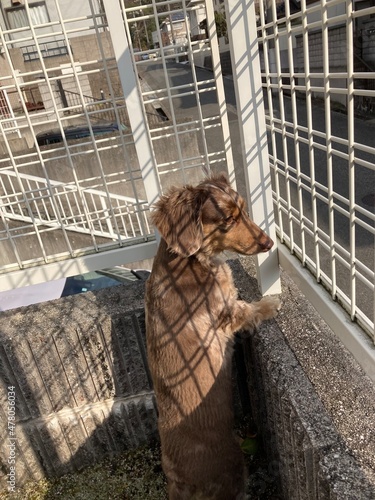 見張り犬　カニンヘンダックス