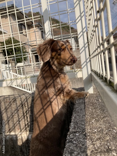 五歳のカニンヘンダックス